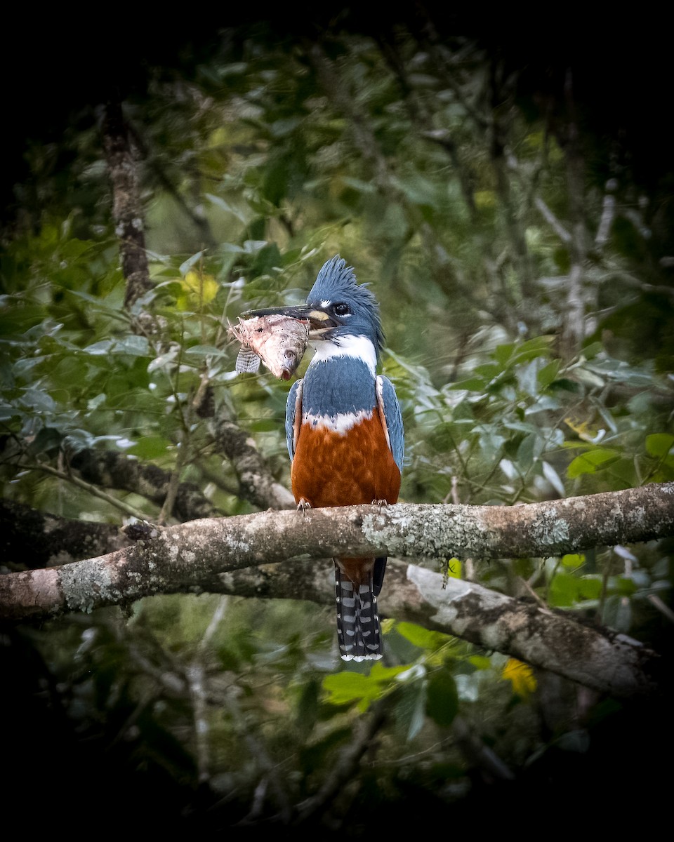 Ringed Kingfisher - Lupa Foto