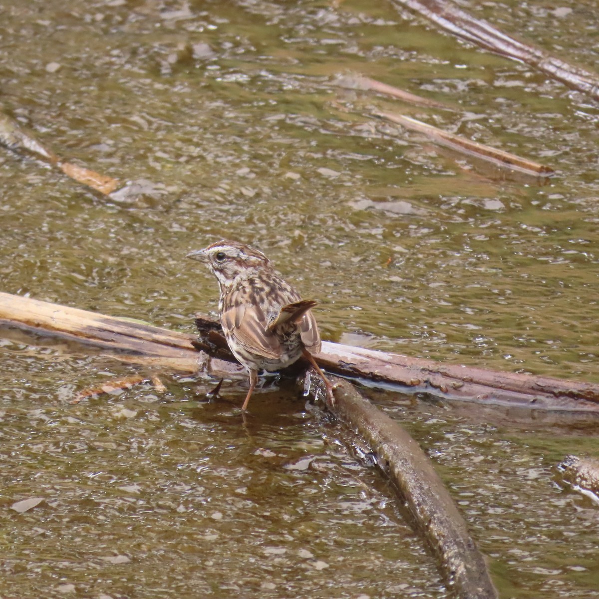 Song Sparrow - Brian Nothhelfer