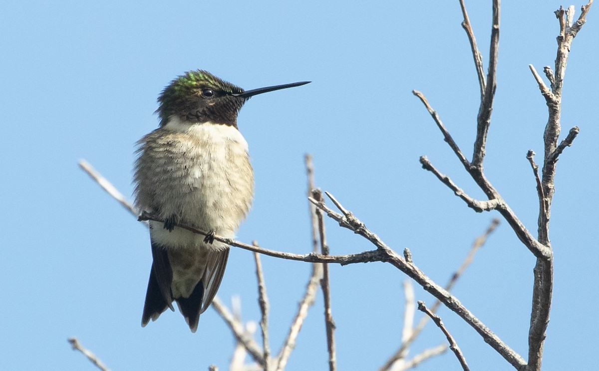 Ruby-throated Hummingbird - Bruce Mactavish