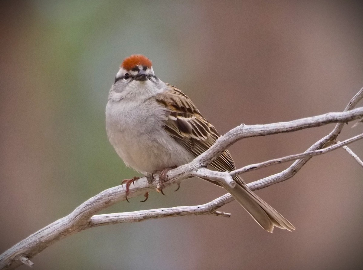 Chipping Sparrow - Dick Cartwright