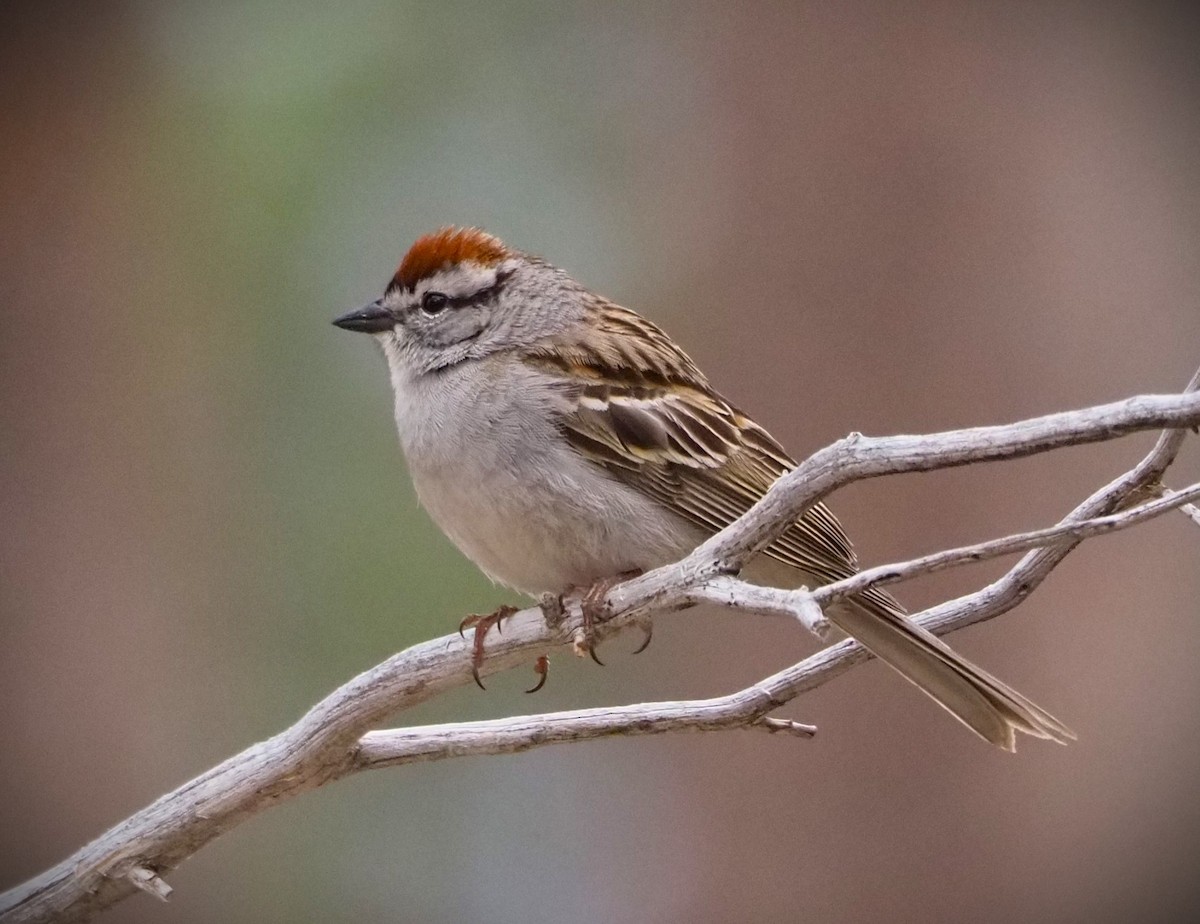 Chipping Sparrow - Dick Cartwright