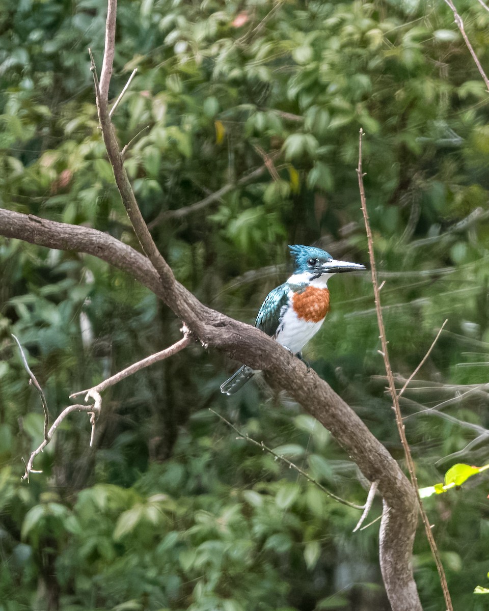 Green Kingfisher - Lupa Foto