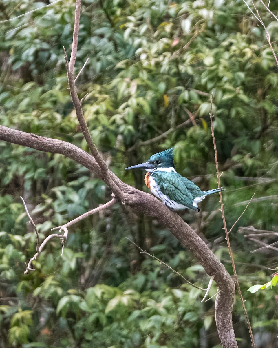 Green Kingfisher - Lupa Foto