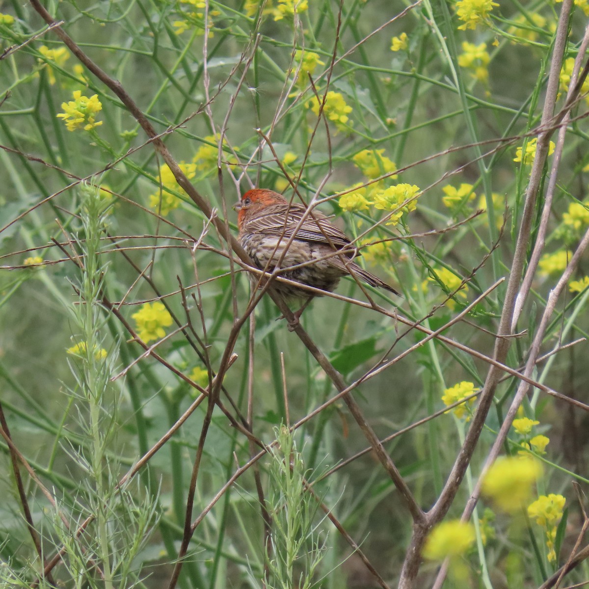 House Finch - Brian Nothhelfer