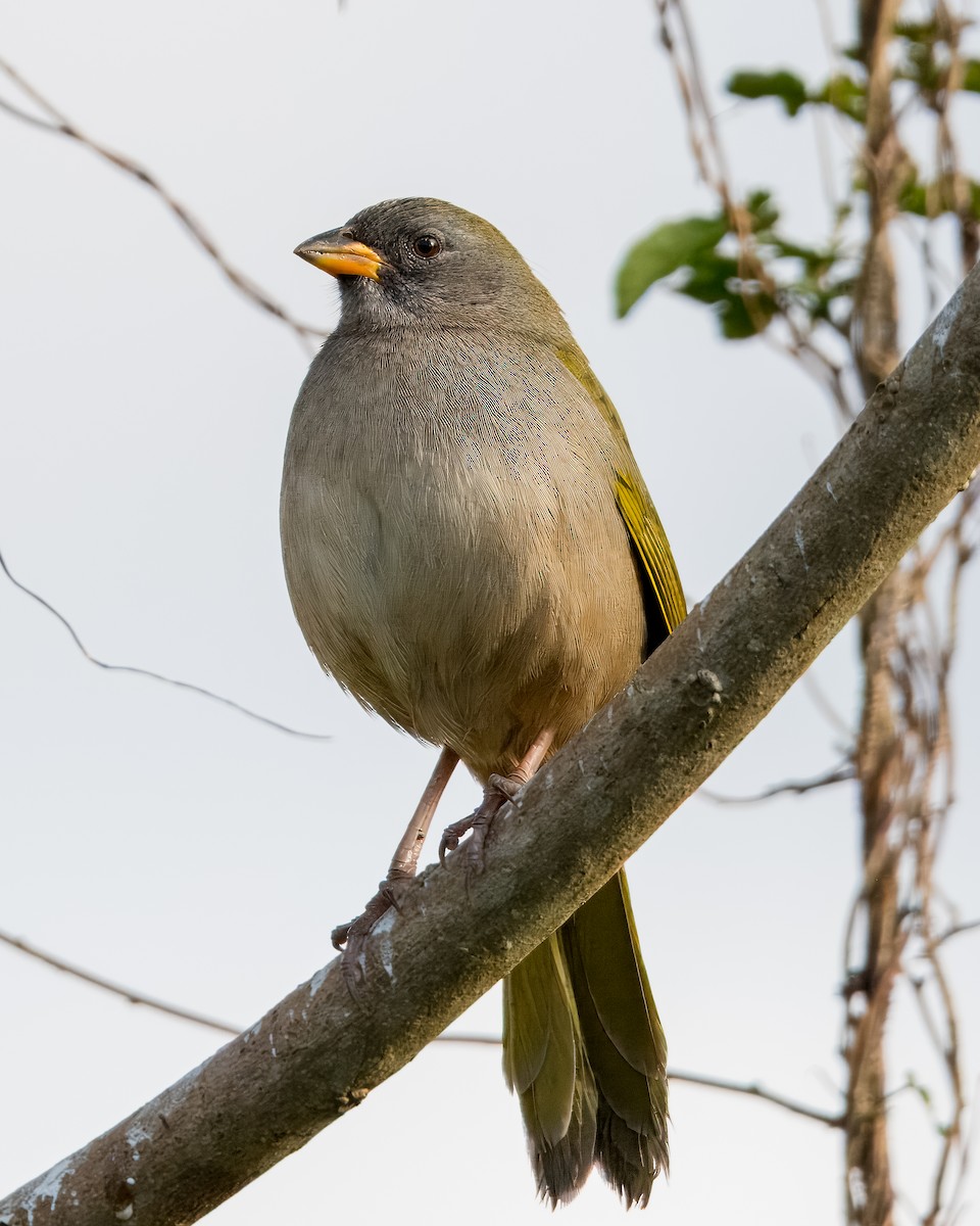 Great Pampa-Finch - Lupa Foto