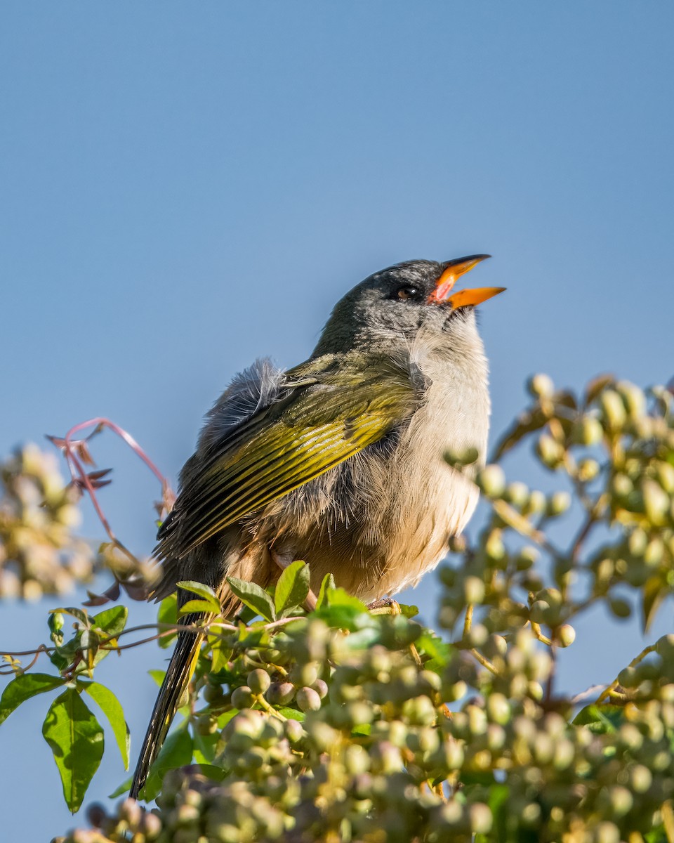 Great Pampa-Finch - Lupa Foto