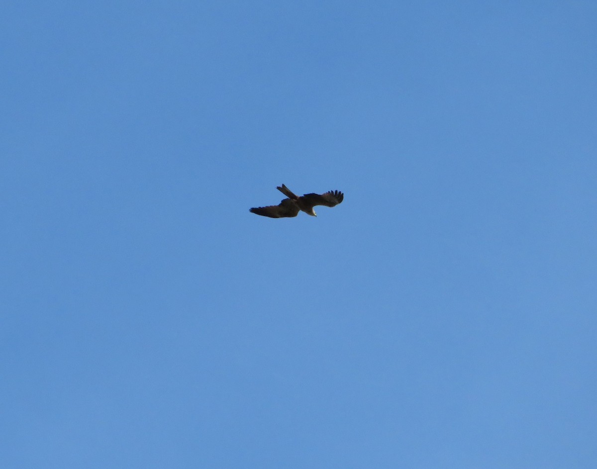 Black Kite - Margarida Azeredo