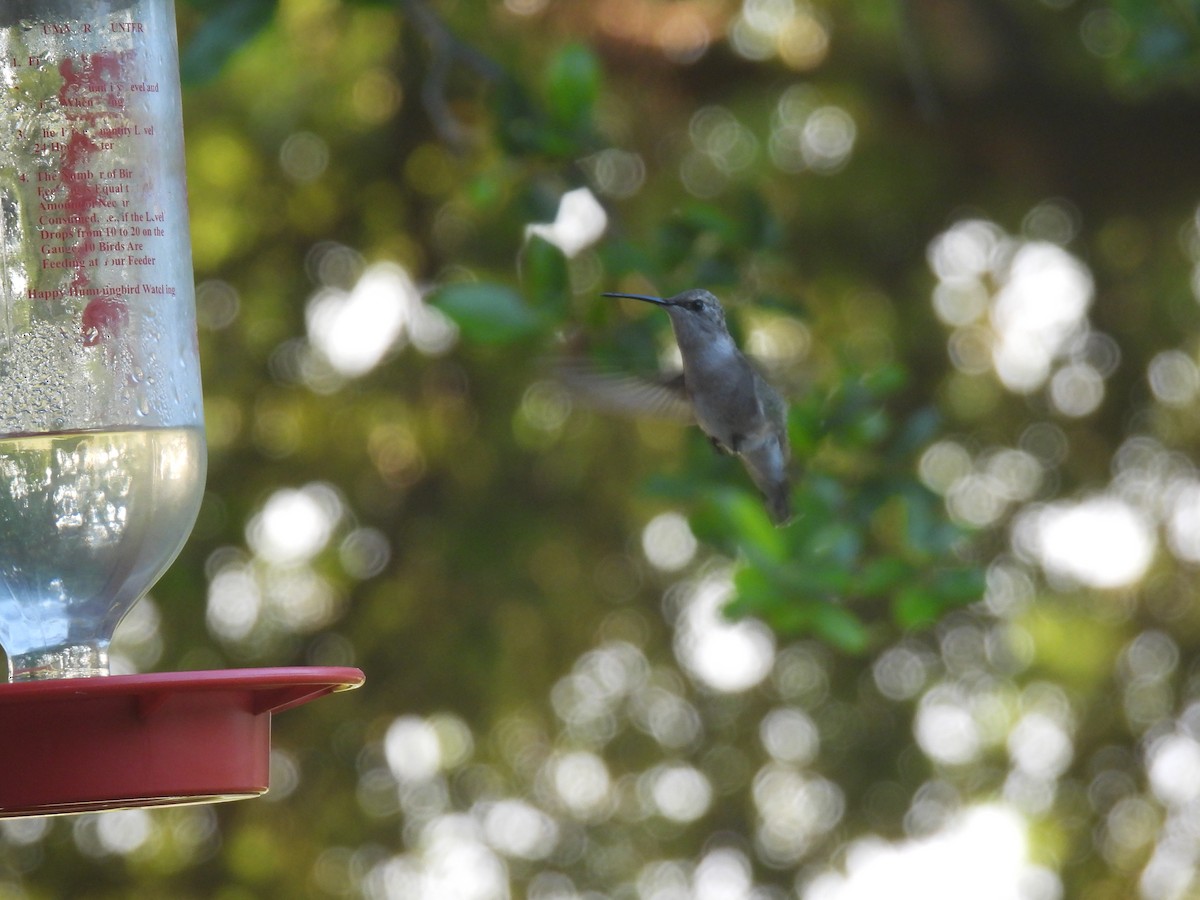 Black-chinned Hummingbird - Mary K Gardner