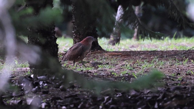 Japanese Night Heron - ML619585338