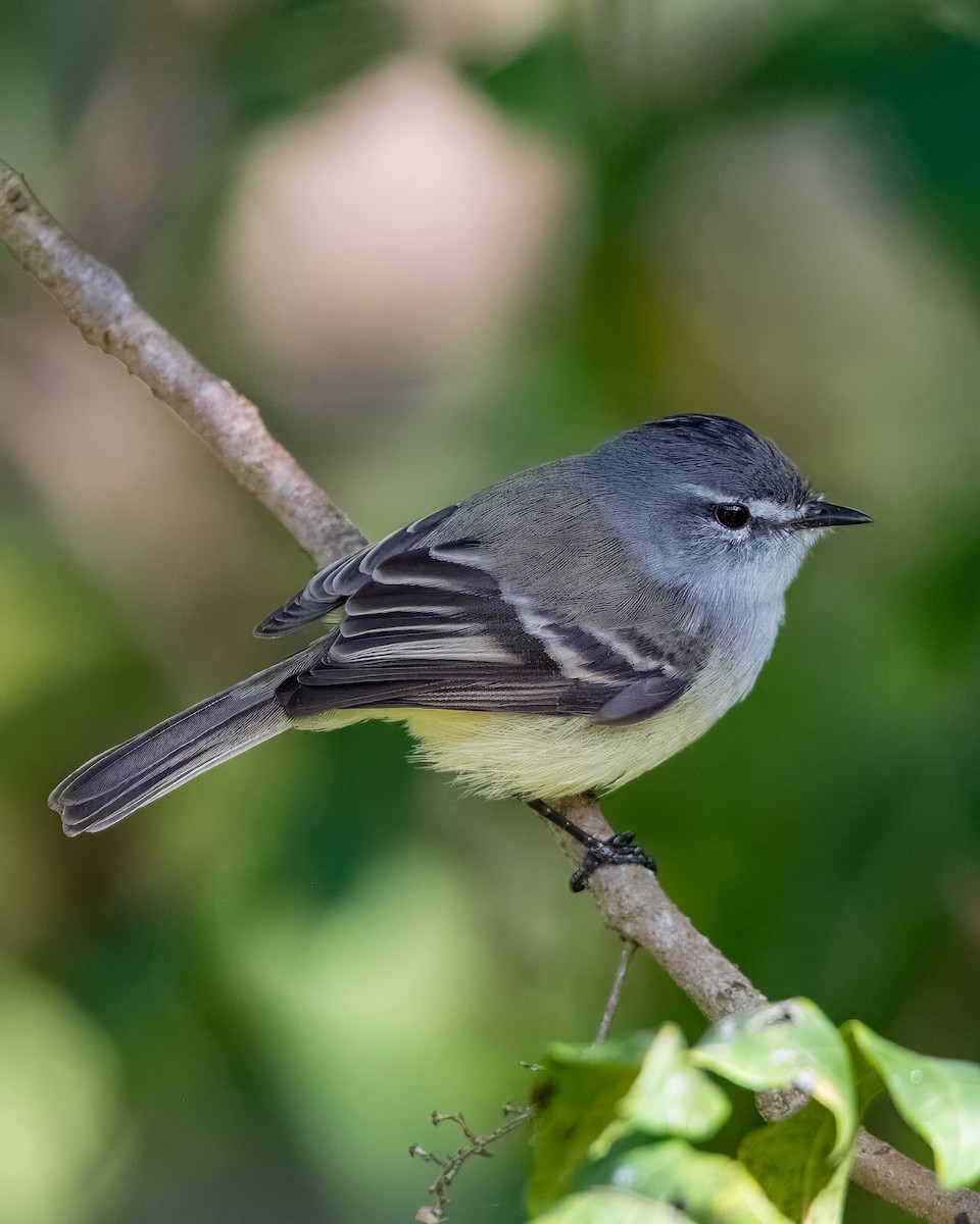 White-crested Tyrannulet - Lupa Foto