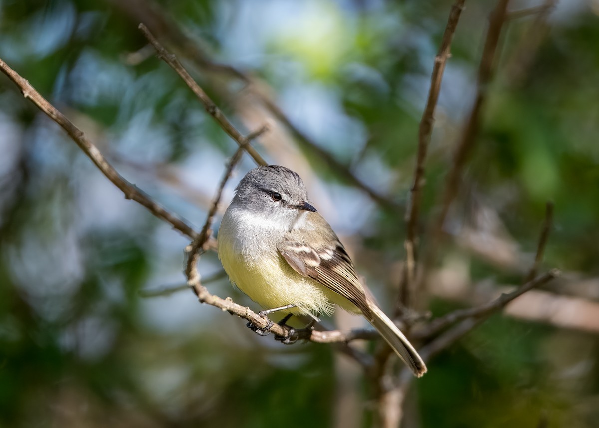 White-crested Tyrannulet - ML619585349