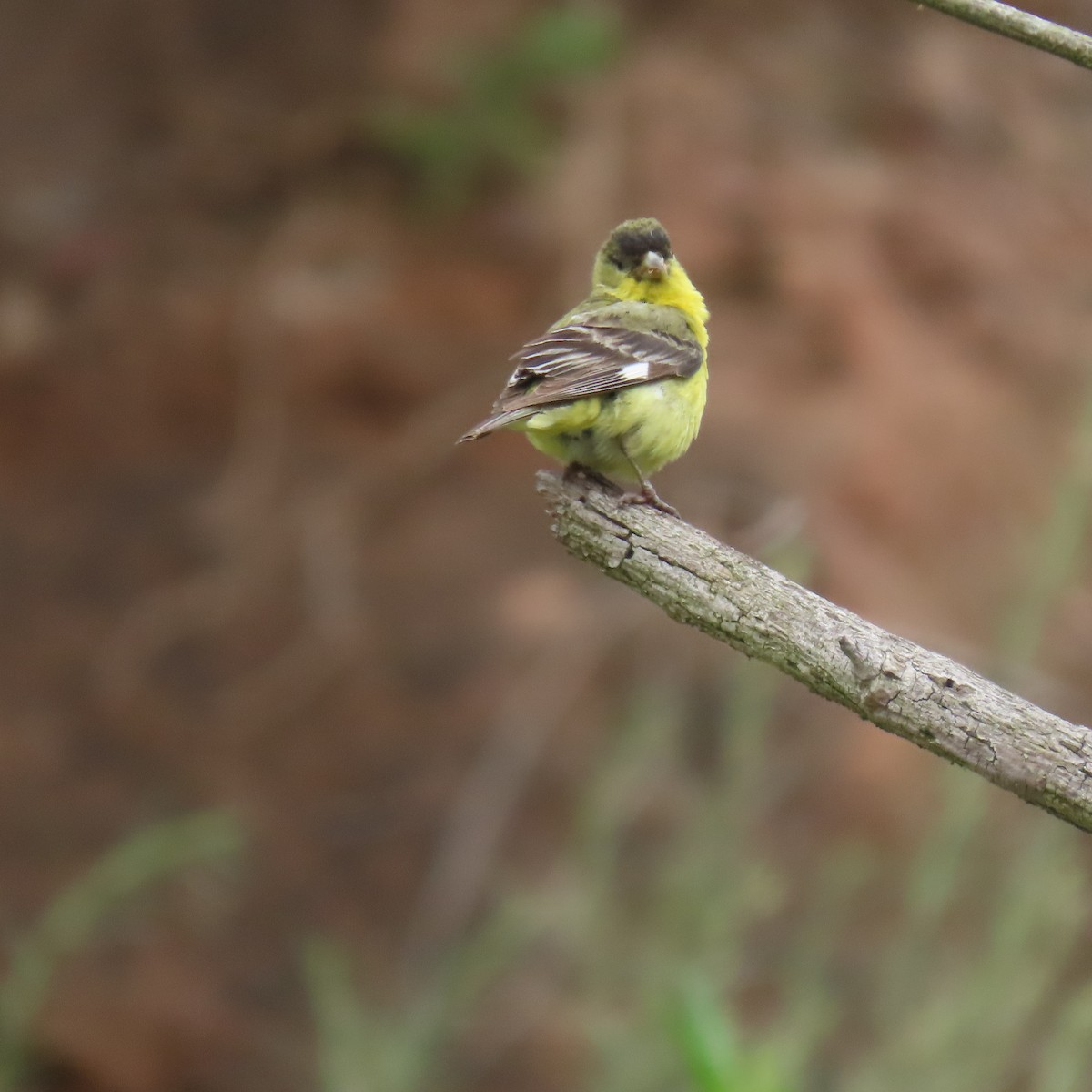 Lesser Goldfinch - Brian Nothhelfer