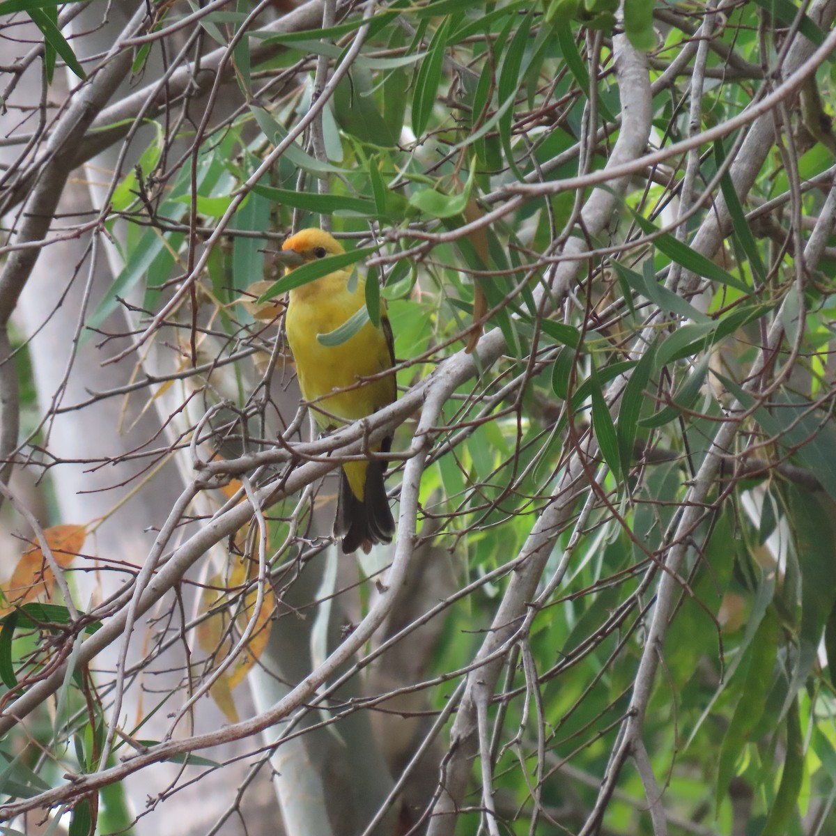 Western Tanager - Brian Nothhelfer