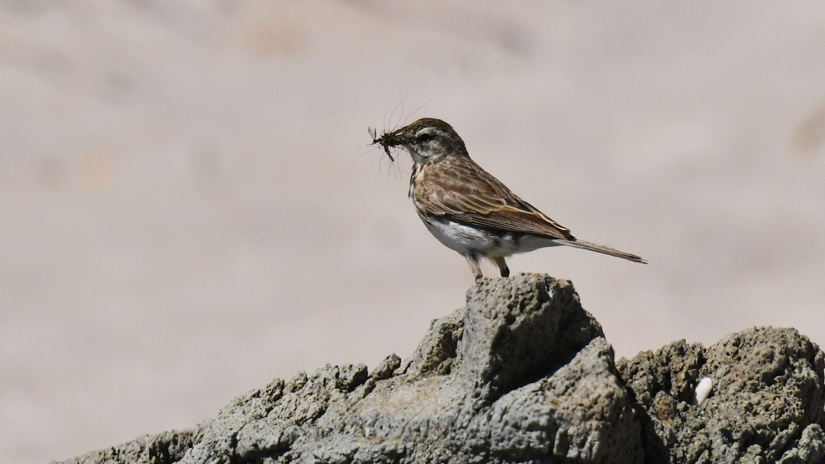 Pipit de Nouvelle-Zélande - ML619585358