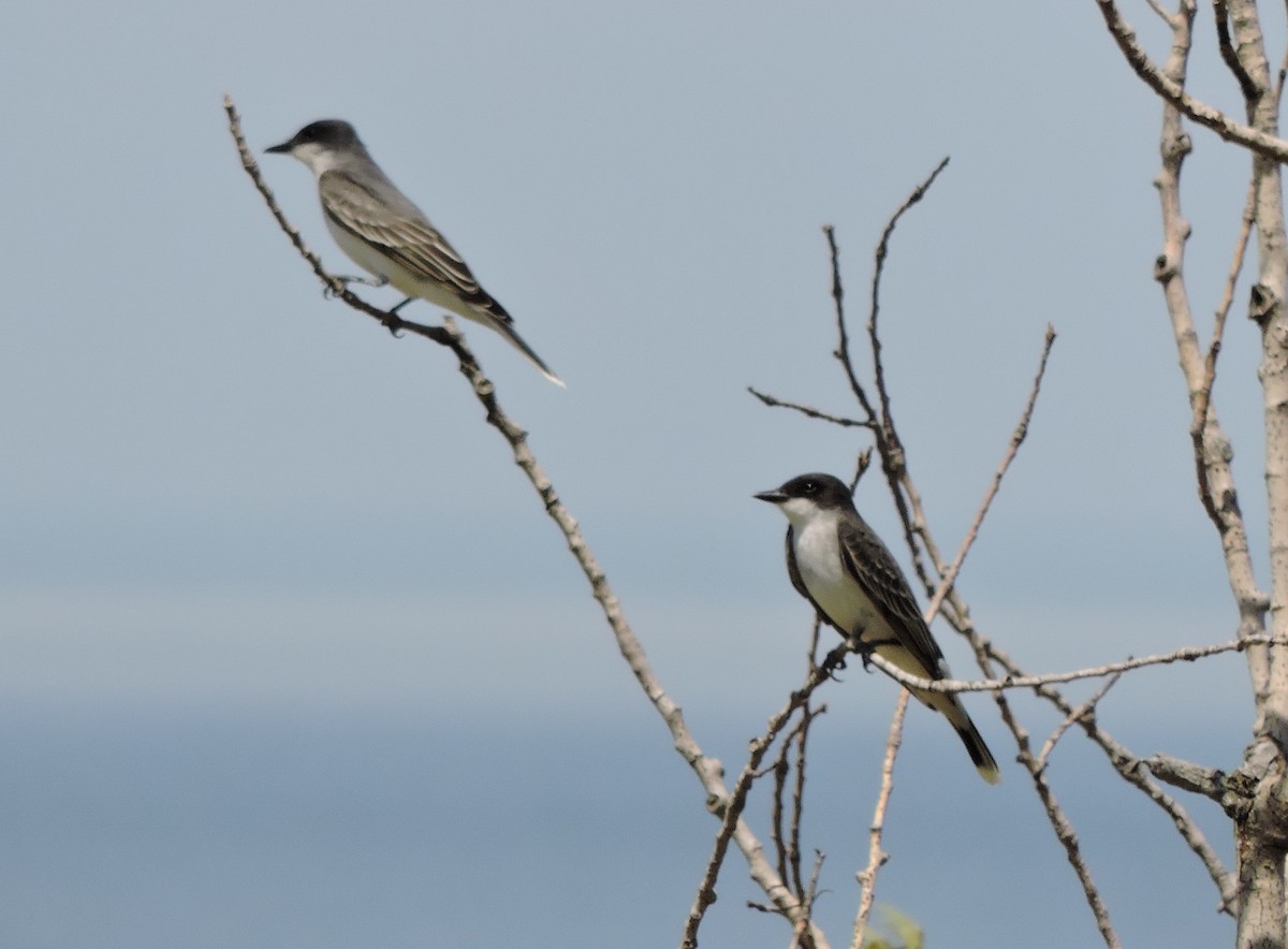 Eastern Kingbird - ML619585363