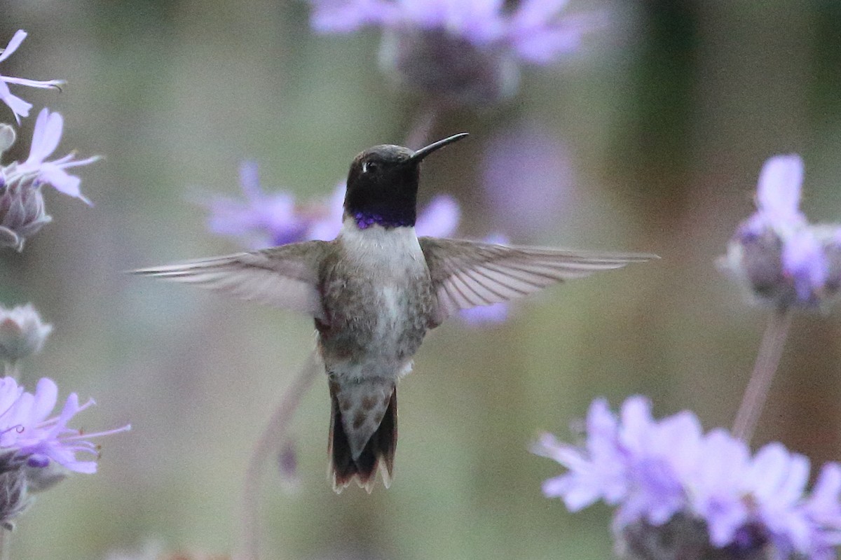 Black-chinned Hummingbird - Jeffrey Fenwick