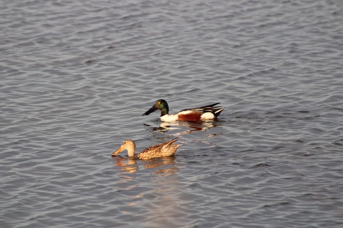 Northern Shoveler - Logan Smith