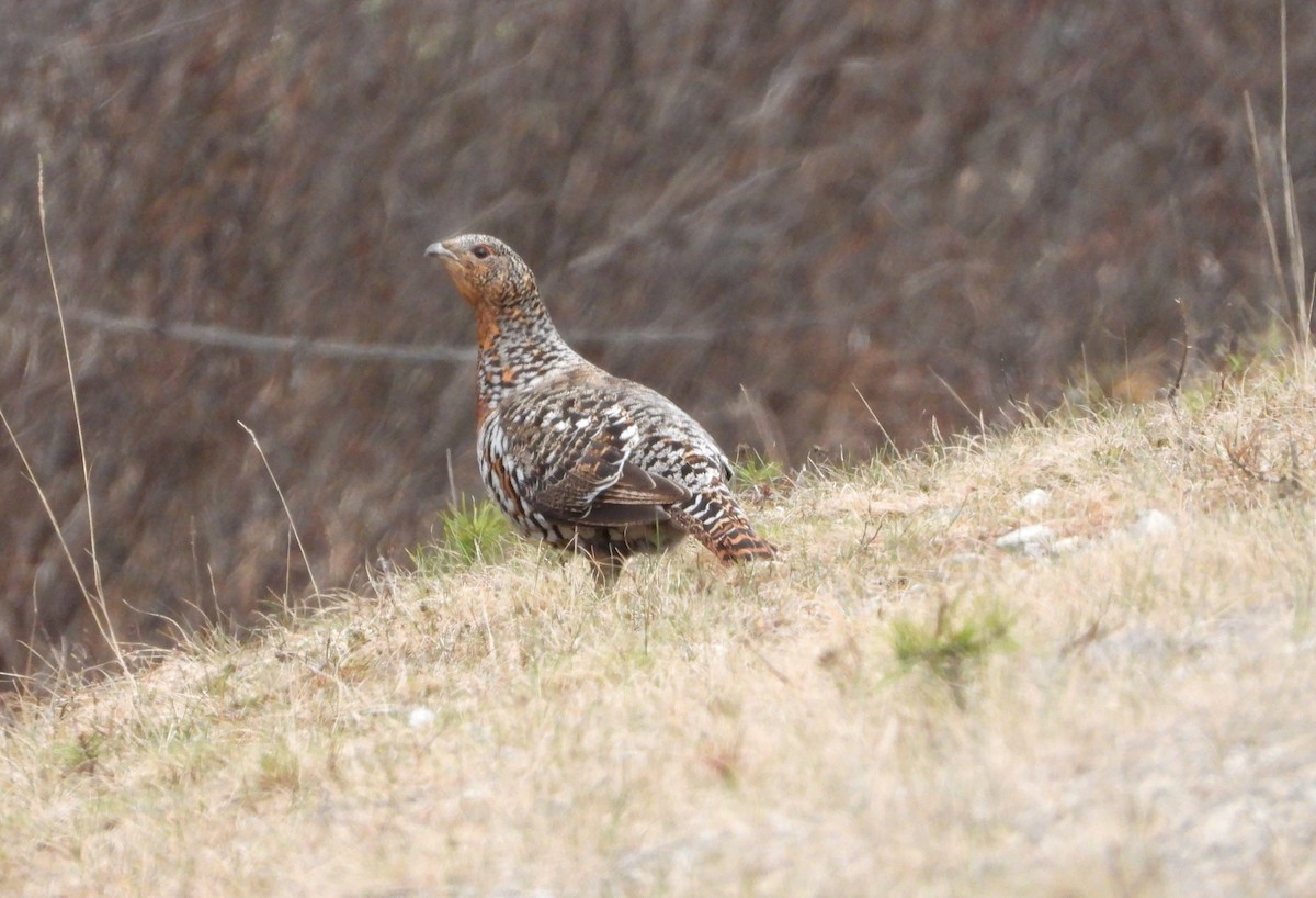 Western Capercaillie - Jon Iratzagorria Garay