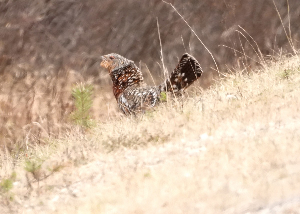 Western Capercaillie - Jon Iratzagorria Garay