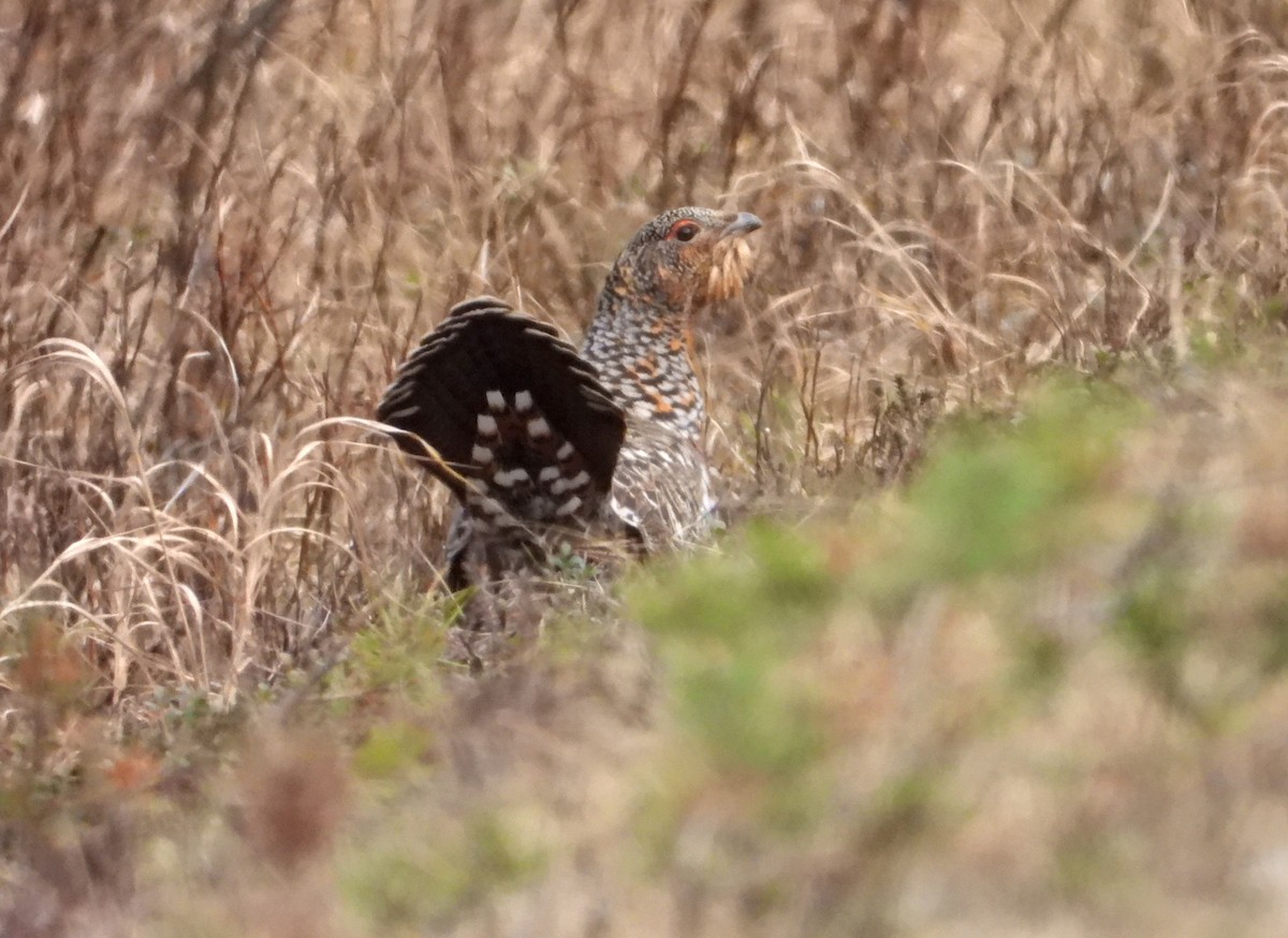 Western Capercaillie - Jon Iratzagorria Garay