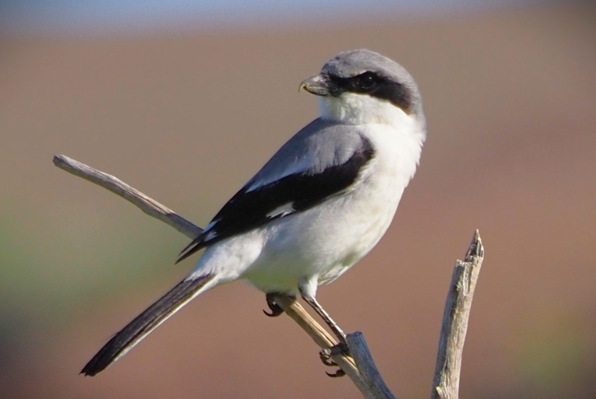 Loggerhead Shrike - Dick Cartwright