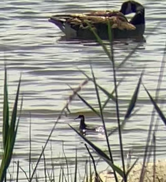 Red-necked Phalarope - Nelson Pascuzzi