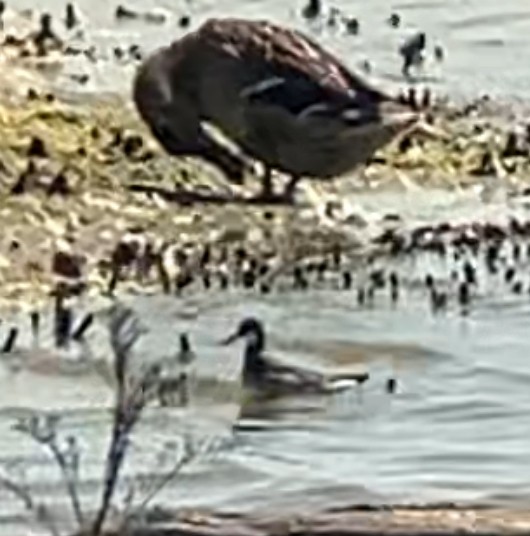 Red-necked Phalarope - Nelson Pascuzzi