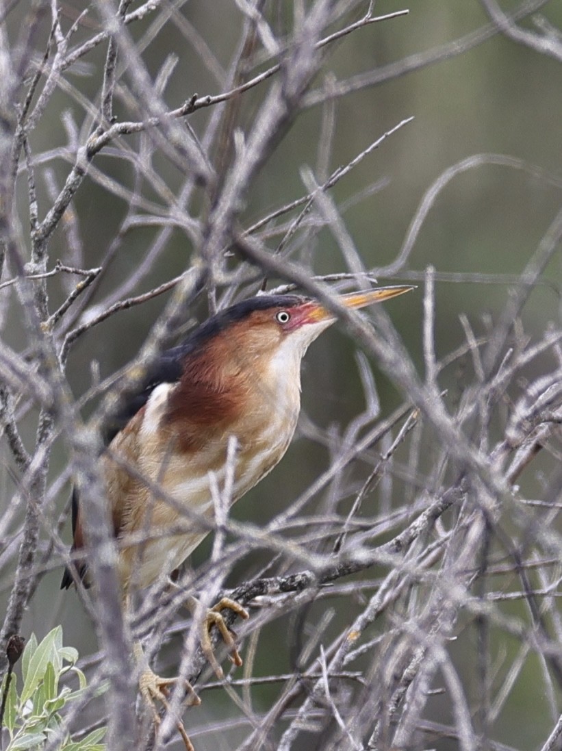 Least Bittern - ML619585402