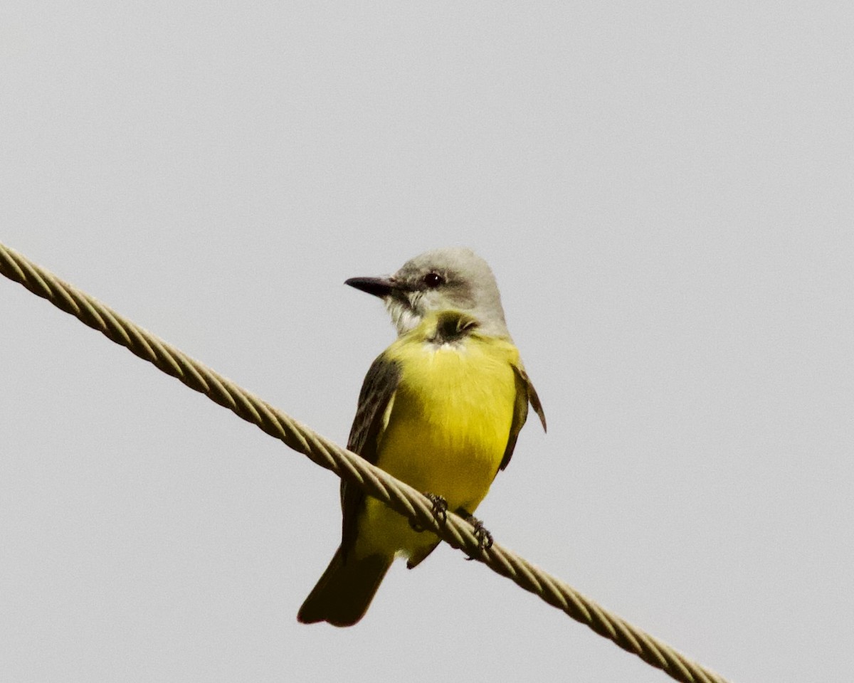 Couch's Kingbird - Dave Bengston