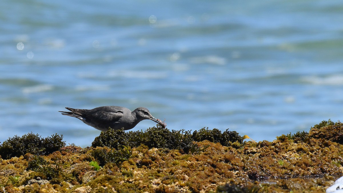 Wandering Tattler - Adam Janczyszyn