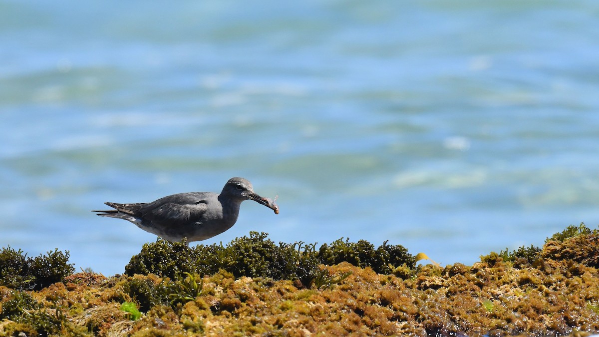 Wandering Tattler - Adam Janczyszyn