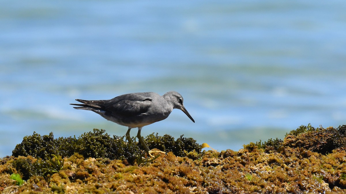 Wandering Tattler - ML619585416