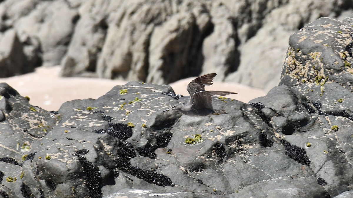 Wandering Tattler - Adam Janczyszyn