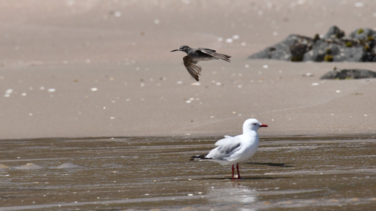 Wandering Tattler - Adam Janczyszyn