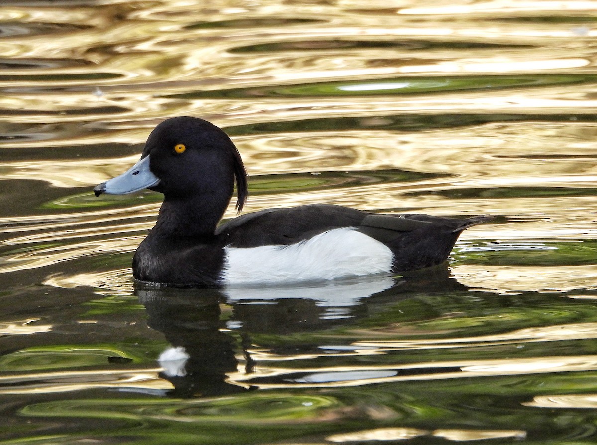 Tufted Duck - Antonio Villegas Santaella