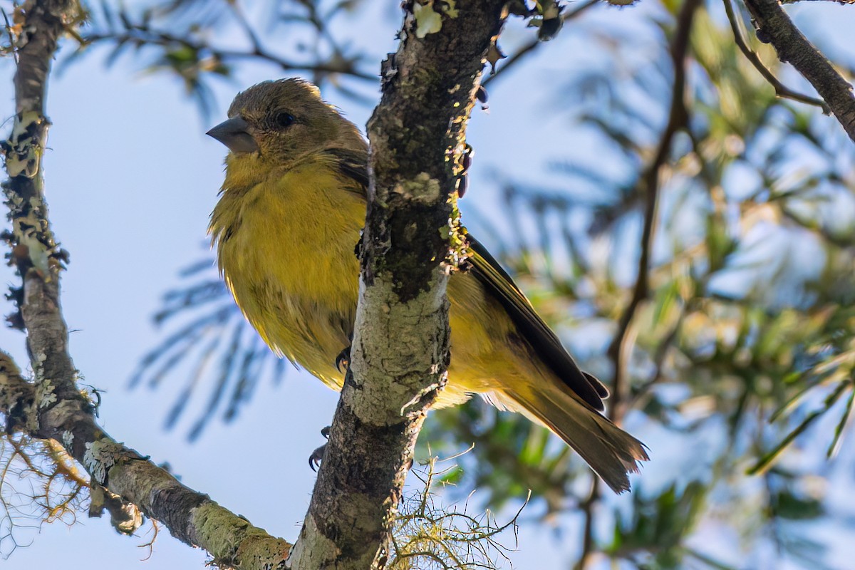 Hooded Siskin - ML619585430