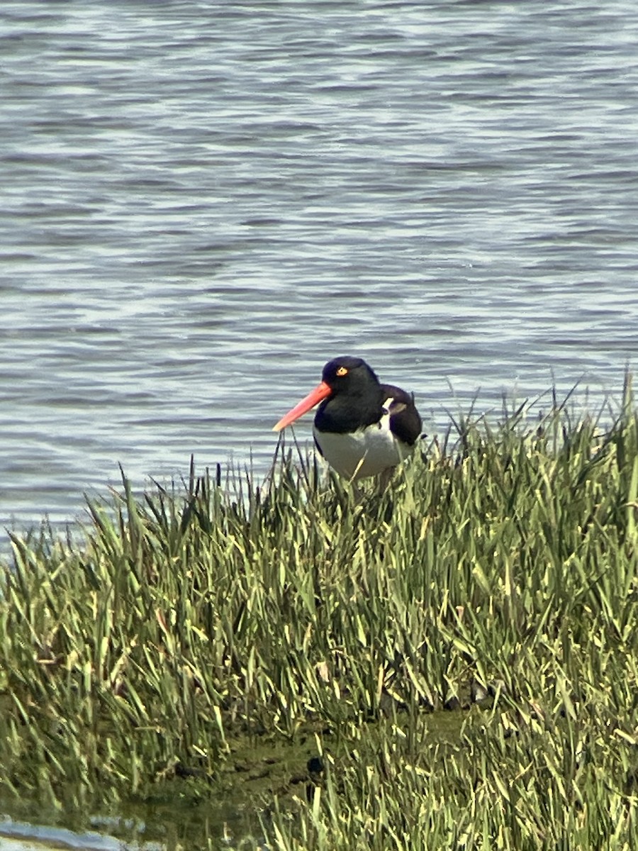 American Oystercatcher - Nelson Pascuzzi