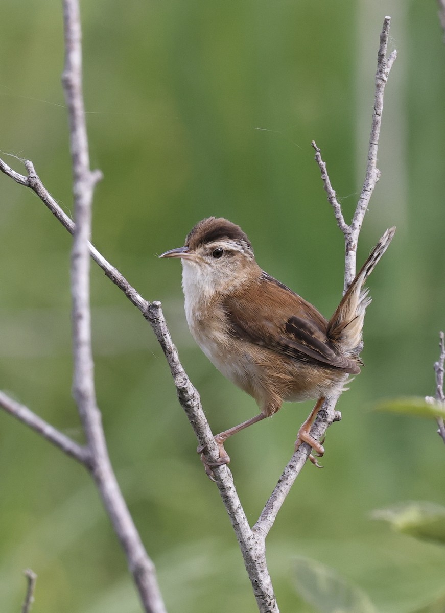 Marsh Wren - Michael Arthurs