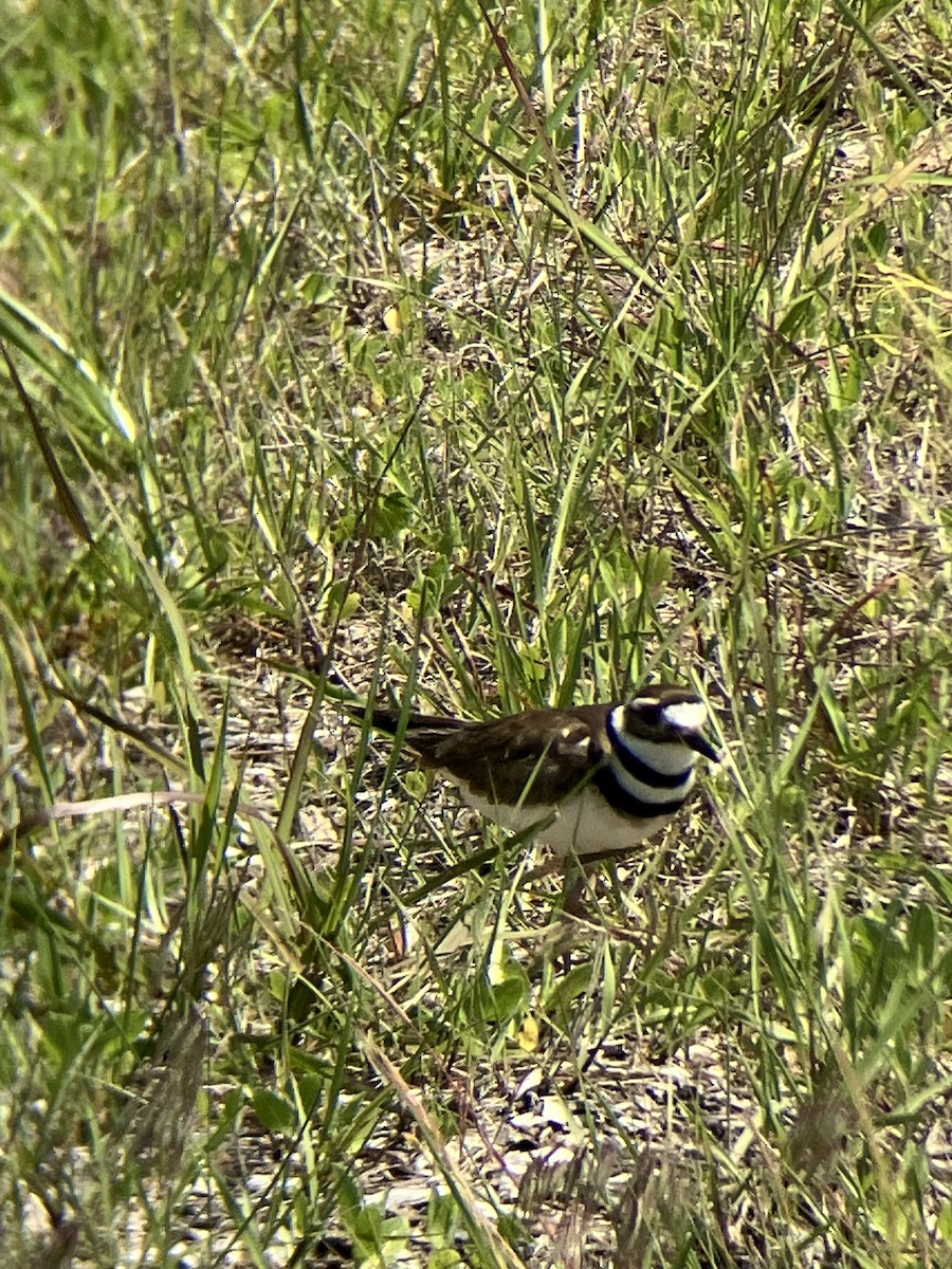 Killdeer - Nelson Pascuzzi