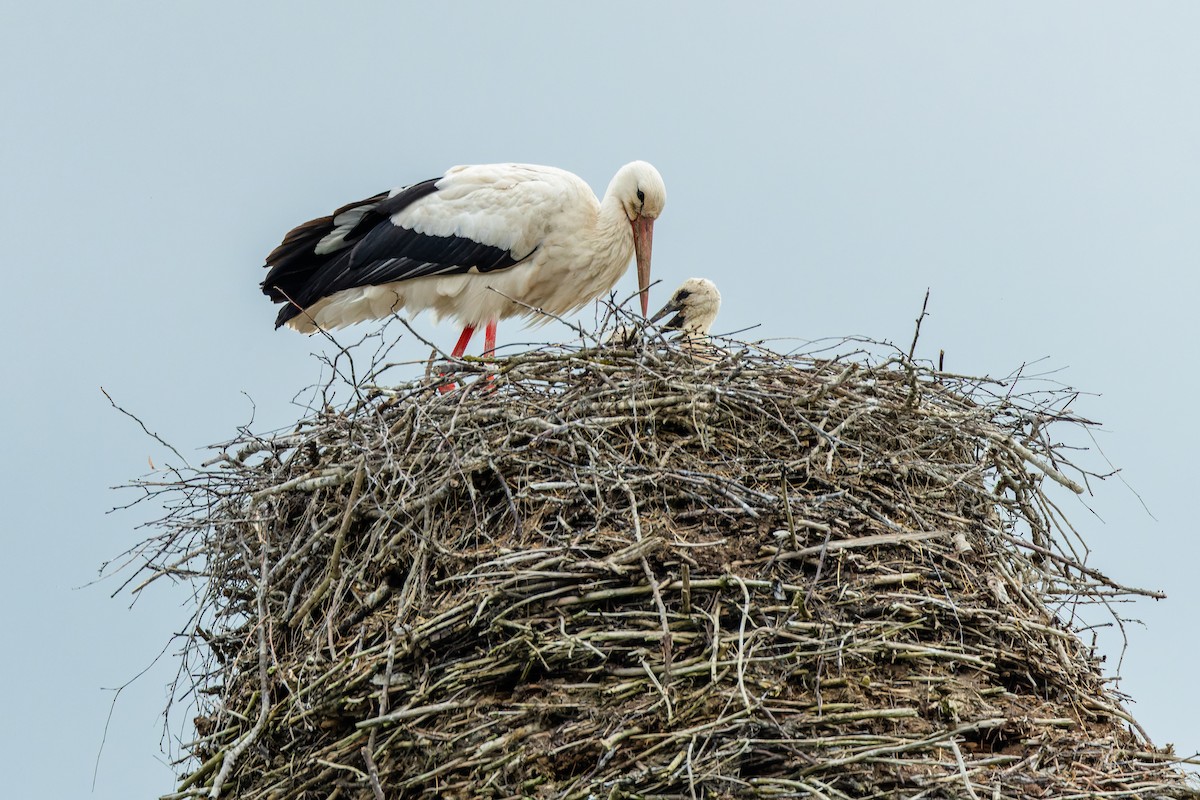 White Stork - Gabi Uhrova