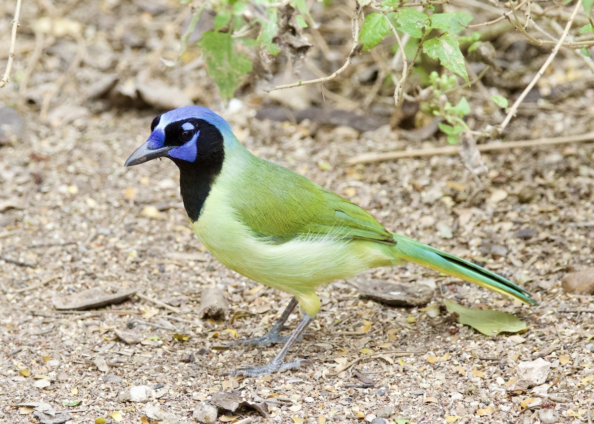 Green Jay - Dave Bengston