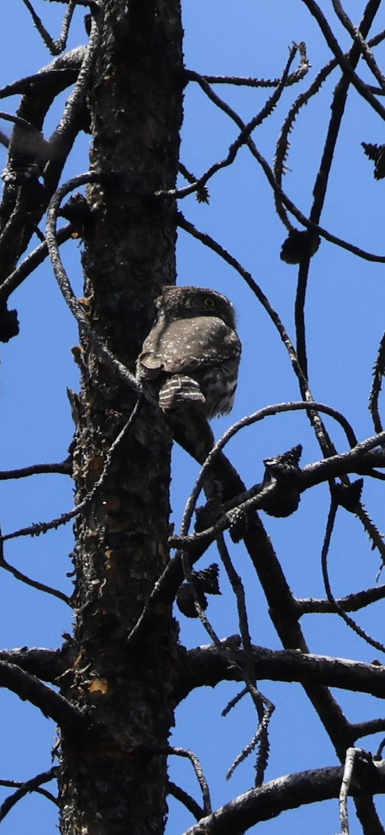 Northern Pygmy-Owl - Tobias Felbeck