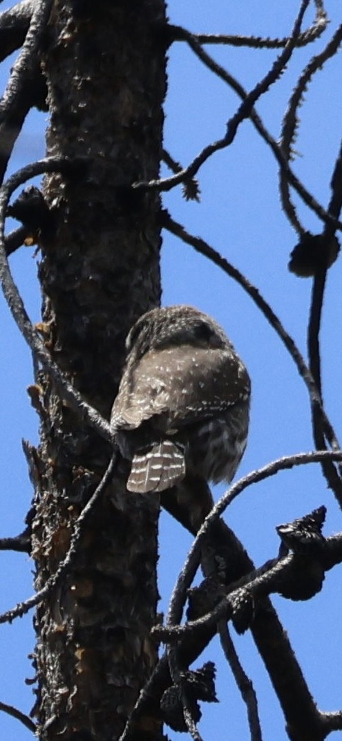 Northern Pygmy-Owl - Tobias Felbeck