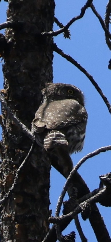 Northern Pygmy-Owl - ML619585454