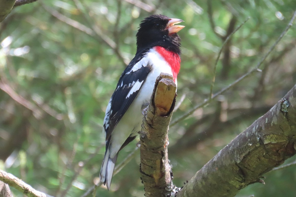 Rose-breasted Grosbeak - ML619585458