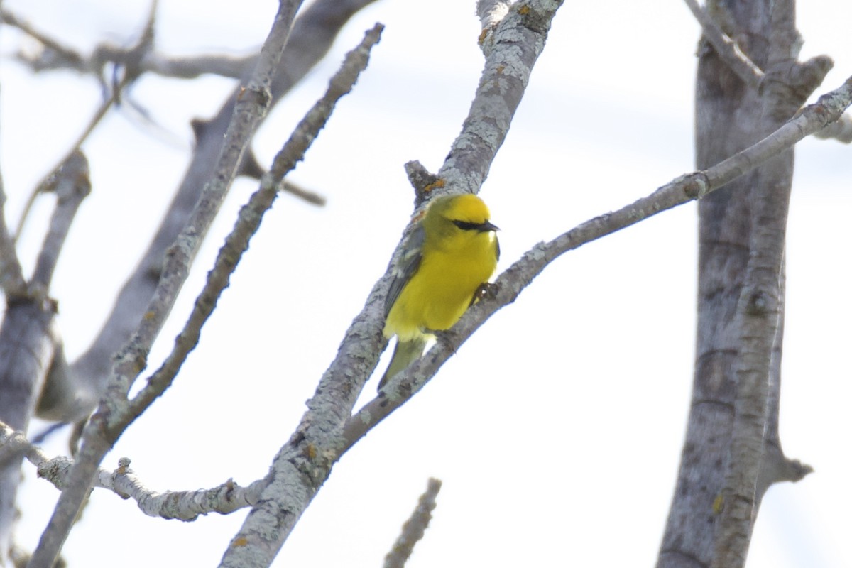 Blue-winged Warbler - Catherine Lawrence