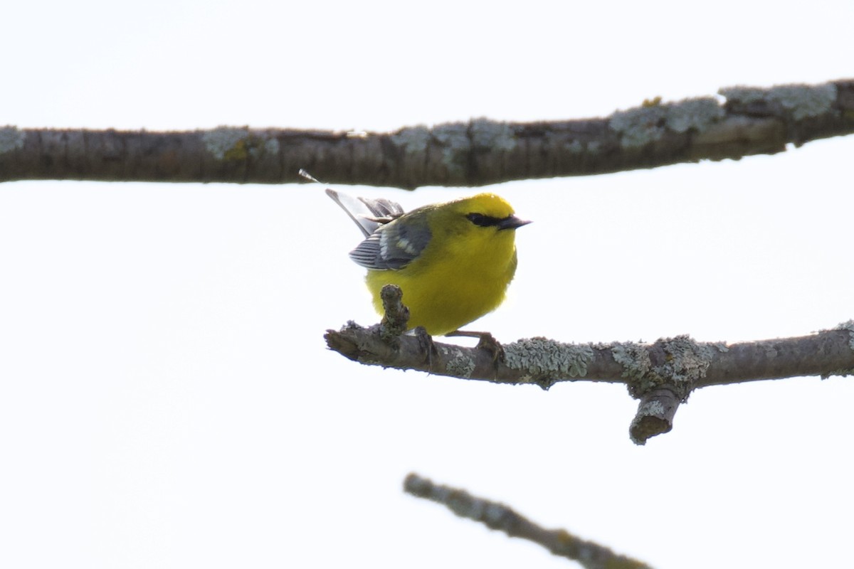 Blue-winged Warbler - Catherine Lawrence