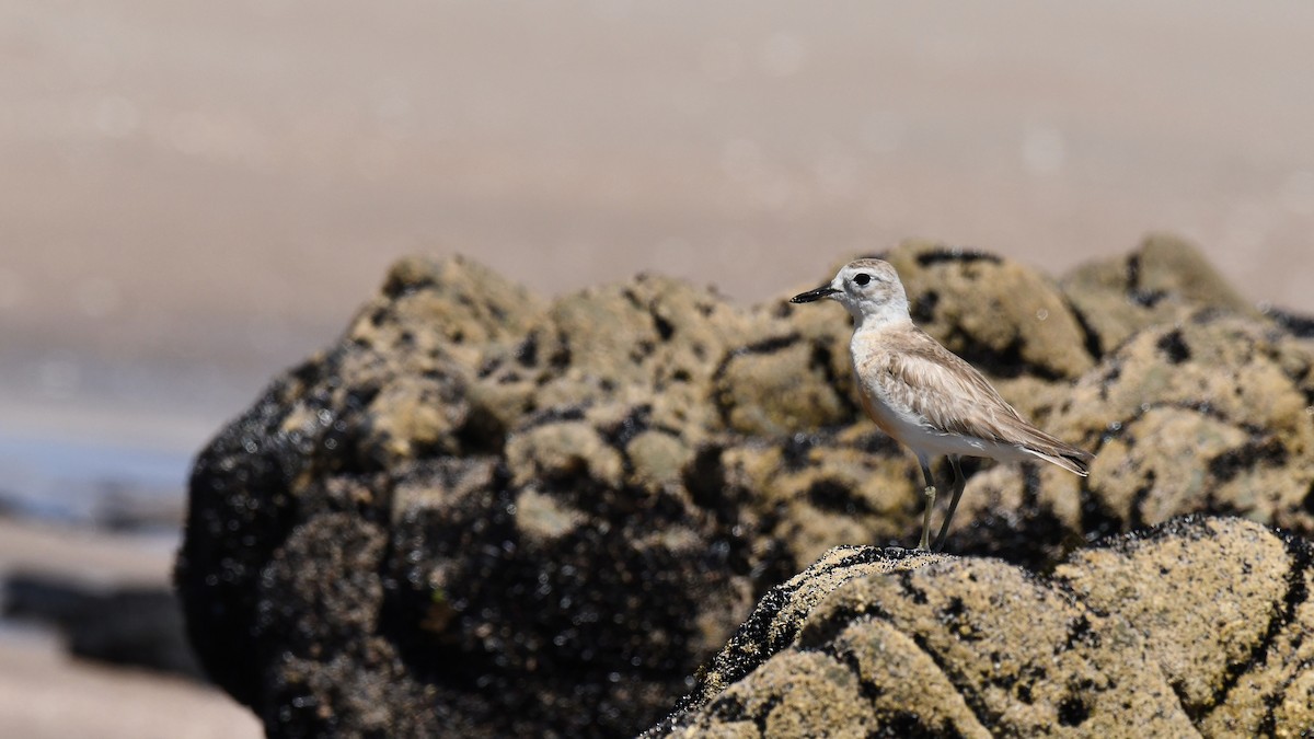 Red-breasted Dotterel - ML619585463