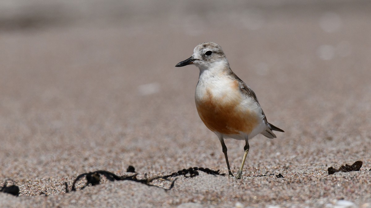 Red-breasted Dotterel - Adam Janczyszyn