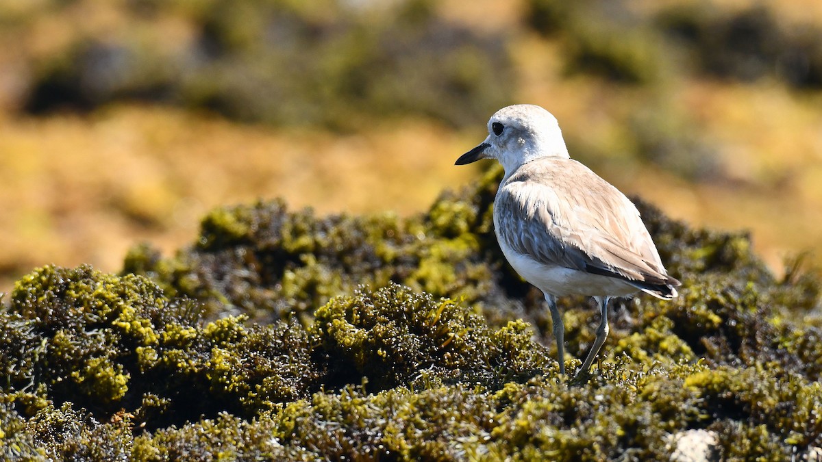 Red-breasted Dotterel - Adam Janczyszyn